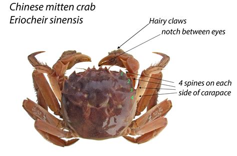 Chinese mitten crab found in Lower Columbia River .